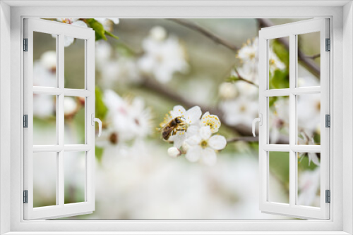 Fototapeta Naklejka Na Ścianę Okno 3D - White tree blossom in spring, spring flowers on tree, white blossom