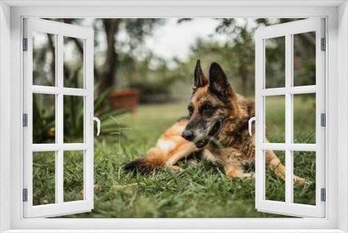 Fototapeta Naklejka Na Ścianę Okno 3D - A reliable, vigilant guard in the yard - a strict German shepherd on the lawn guarding the territory