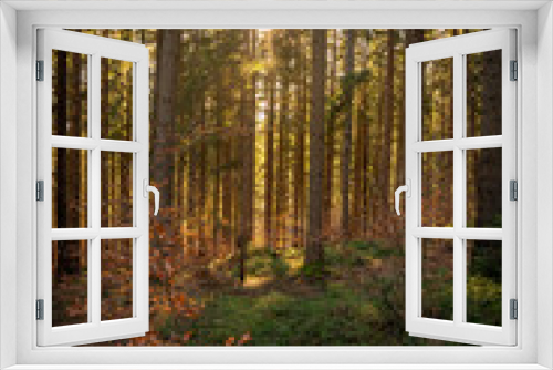 Fototapeta Naklejka Na Ścianę Okno 3D - Wald im Herbst, Waldlicht