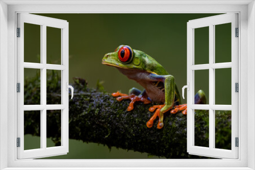 Fototapeta Naklejka Na Ścianę Okno 3D - Red-eyed tree frog in Costa Rica 