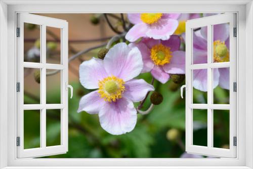 Fototapeta Naklejka Na Ścianę Okno 3D - Prairie Rose-Gentian pink flowers