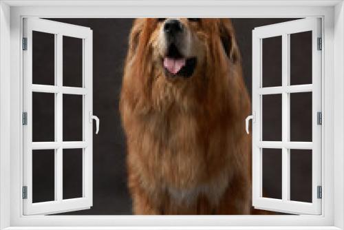 Fototapeta Naklejka Na Ścianę Okno 3D - Majestic Tibetan Mastiff dog portrait in a studio setting on brown, displaying its noble and dignified demeanor