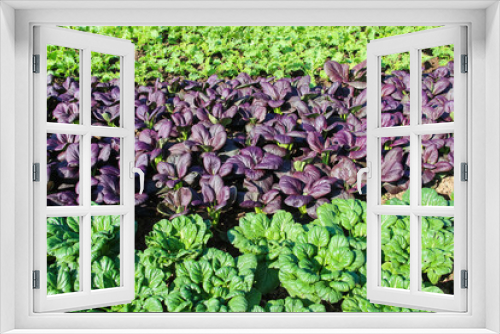 Fototapeta Naklejka Na Ścianę Okno 3D - Pakchoi ruby and green brassica rapa growing in plot of vegetable farm  background