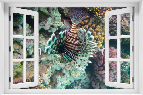 Fototapeta Naklejka Na Ścianę Okno 3D - Lion fish in the coral reef of the Red Sea