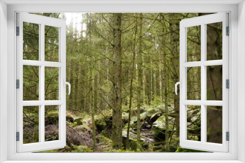 Fototapeta Naklejka Na Ścianę Okno 3D - Forêt verdoyante : arbres majestueux, chemin à travers les bois, ambiance naturelle. Saison estivale, feuillage luxuriant, mousse. Un paysage plein de naturalité et de soleil. 