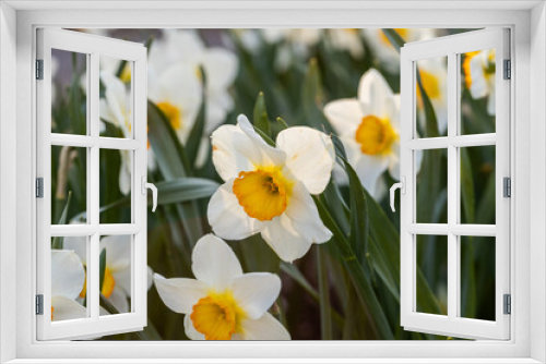 Fototapeta Naklejka Na Ścianę Okno 3D - Close-up of white narcissus flowers (Narcissus poeticus) in spring garden