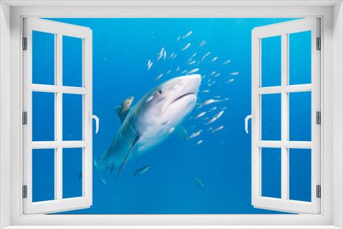 Fototapeta Naklejka Na Ścianę Okno 3D - Tiger Shark