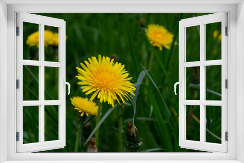 Fototapeta Naklejka Na Ścianę Okno 3D - Yellow dandelion flowers on green grass background.