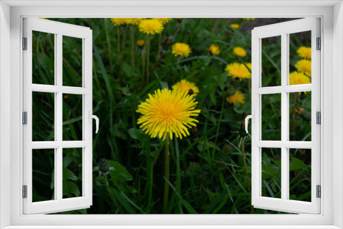 Fototapeta Naklejka Na Ścianę Okno 3D - Yellow dandelion flowers on green grass in the garden.