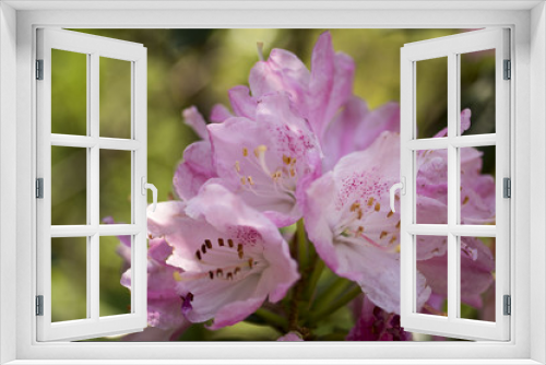 Fototapeta Naklejka Na Ścianę Okno 3D - 初夏の石楠花