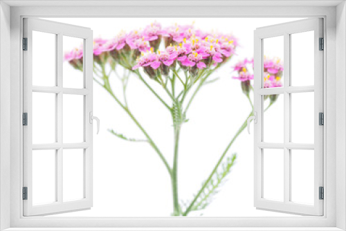Fototapeta Naklejka Na Ścianę Okno 3D - pink milfoil on white background