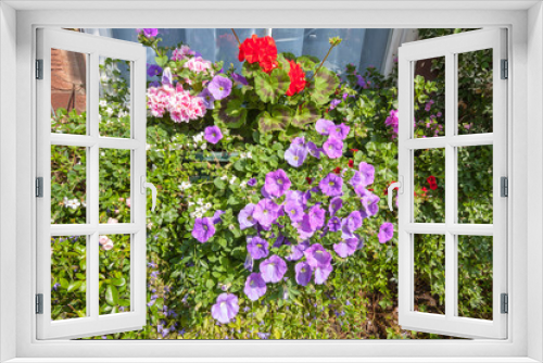 Fototapeta Naklejka Na Ścianę Okno 3D - Beautiful violet petunia flowers and old window