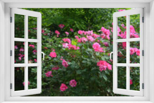 Fototapeta Naklejka Na Ścianę Okno 3D - Street flowers growing near the roadway. Beautiful and bright large bushes of real pink, delicate rose, landscape and beauty.