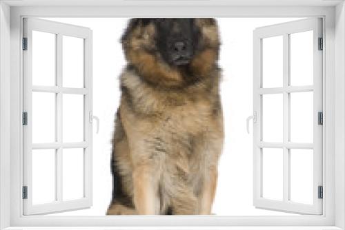 Fototapeta Naklejka Na Ścianę Okno 3D - german shepherd (2 years) / alsatian, police dog