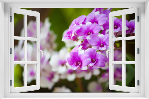 Fototapeta Naklejka Na Ścianę Okno 3D - Orchid