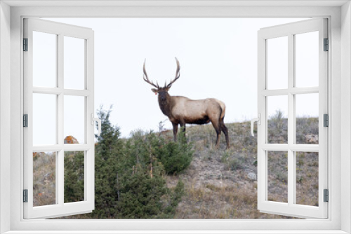Fototapeta Naklejka Na Ścianę Okno 3D - Male elk during rutting season in Yellowstone National park