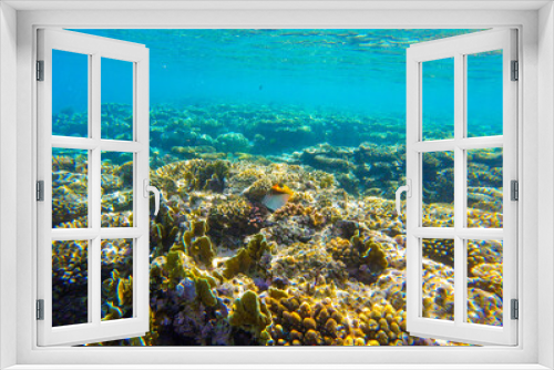 Fototapeta Naklejka Na Ścianę Okno 3D - coral reef and fish for banner background