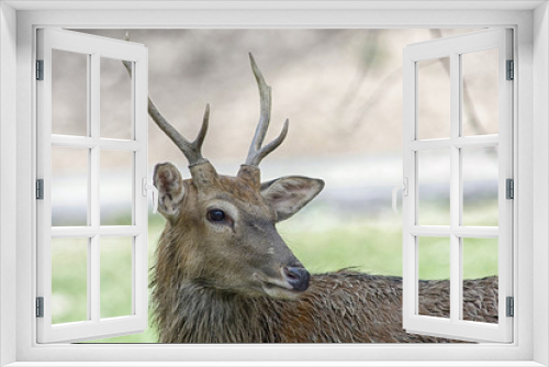 Fototapeta Naklejka Na Ścianę Okno 3D - Roe deer