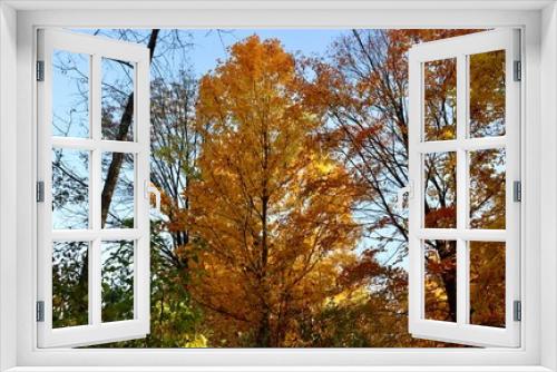 Fototapeta Naklejka Na Ścianę Okno 3D - The beauty of the bright autumn tree in the forest.