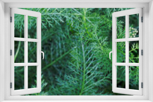 Fototapeta Naklejka Na Ścianę Okno 3D - textured green grasses background with summer close up