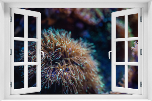Fototapeta Naklejka Na Ścianę Okno 3D - Underwater photo - soft coral with tentacles, Pachyclavularia species, emitting under UV light, beautiful abstract marine organic background