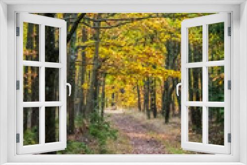 Fototapeta Naklejka Na Ścianę Okno 3D - Autumn path through colorful autumn forest