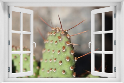 Fototapeta Naklejka Na Ścianę Okno 3D - Opuntia basilaris var. ramosa opuncja kaktus
