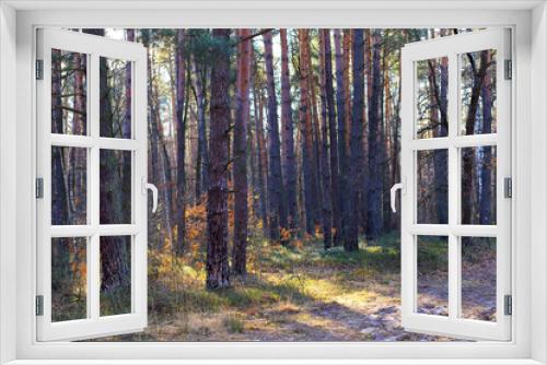 Fototapeta Naklejka Na Ścianę Okno 3D - photography of nature and relaxation in the forest
