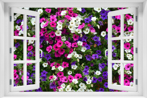 Fototapeta Naklejka Na Ścianę Okno 3D - Floral background of colorful petunias
