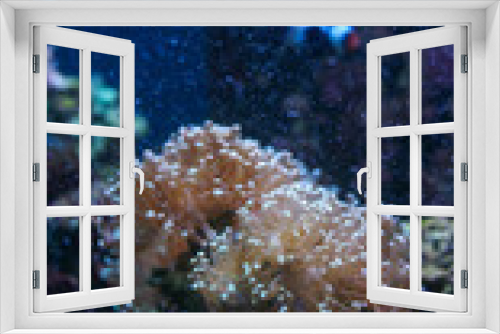 Fototapeta Naklejka Na Ścianę Okno 3D - sea anemone in the aquarium