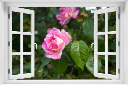 Fototapeta Naklejka Na Ścianę Okno 3D - Flowers New Zealand. Pink rose. 