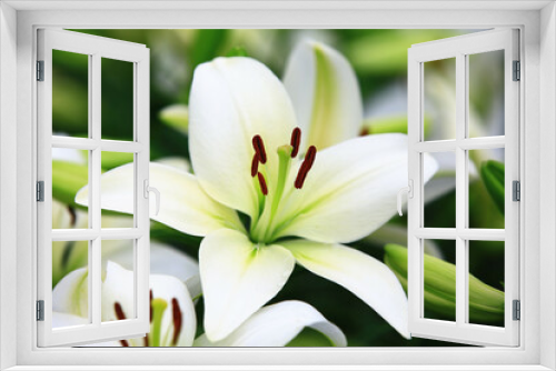 Fototapeta Naklejka Na Ścianę Okno 3D - Oriental Lily or Fragrant Lily flowers and buds growing in the garden
