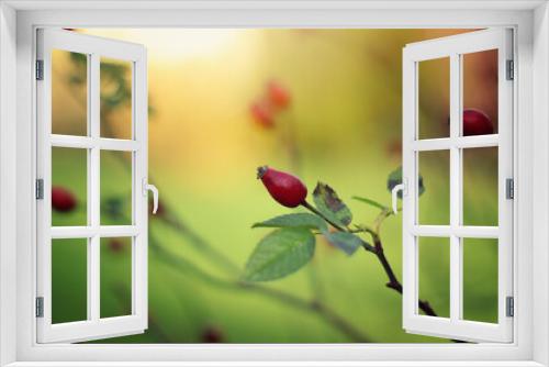 Fototapeta Naklejka Na Ścianę Okno 3D - Kwiaty, czerwona dzika róża w ogrodzie