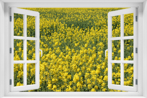 Fototapeta Naklejka Na Ścianę Okno 3D - fleurs des champs