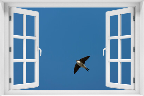 Fototapeta Naklejka Na Ścianę Okno 3D - Common House Martin, Delichon urbicum