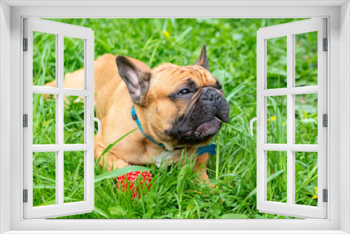 Fototapeta Naklejka Na Ścianę Okno 3D - A French bulldog lies on the grass and enjoys the summer in the park