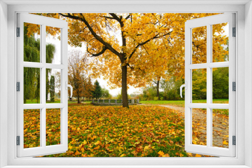 Fototapeta Naklejka Na Ścianę Okno 3D - Fall maple tree