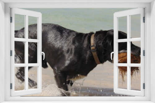 Fototapeta Naklejka Na Ścianę Okno 3D - Un beau chien noir sort de l'eau avec sa coco