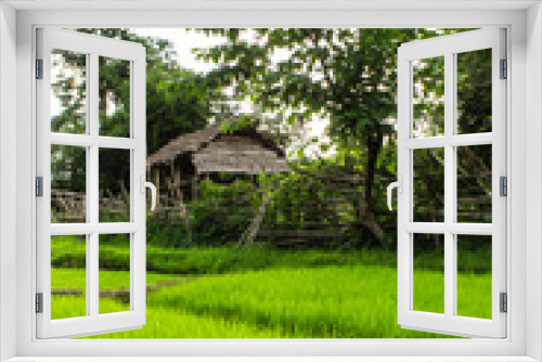 Fototapeta Naklejka Na Ścianę Okno 3D - Rice field with cottage in Thailand