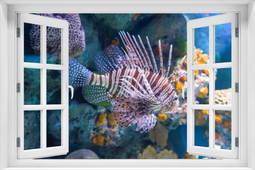 Fototapeta Naklejka Na Ścianę Okno 3D - Volitans Common Lionfish in sea aquarium.