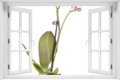 Fototapeta Naklejka Na Ścianę Okno 3D - Closeup photo of orchid isolated on white