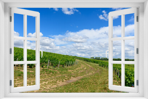 Fototapeta Naklejka Na Ścianę Okno 3D - The hiking paths in the middle of the green vineyards in Europe, in France, in Burgundy, in Nievre, in Pouilly sur Loire, towards Nevers, in summer, on a sunny day.