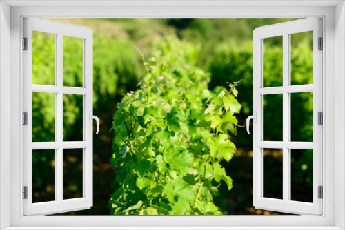 Fototapeta Naklejka Na Ścianę Okno 3D - The green vineyards in Europe, in France, in Burgundy, in Nievre, in Pouilly sur Loire, towards Nevers, in summer, on a sunny day.