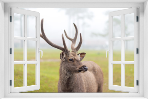 Fototapeta Naklejka Na Ścianę Okno 3D - deer stag in Autumn Fall forest