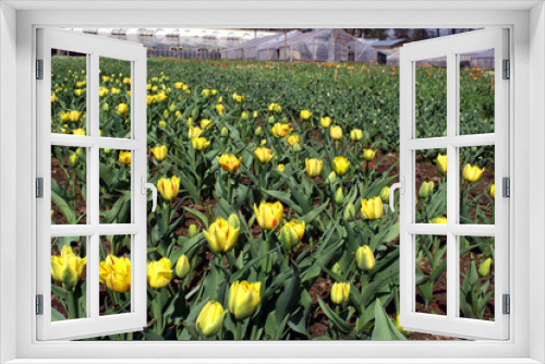 Fototapeta Naklejka Na Ścianę Okno 3D - tulips.