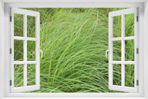 Fototapeta Naklejka Na Ścianę Okno 3D - A lot of stems from green reeds. Unmatched reeds with long stems
