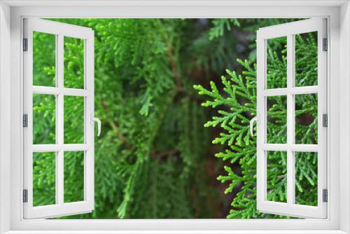 Fototapeta Naklejka Na Ścianę Okno 3D - Green cypress tree, macro