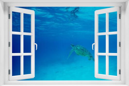 Fototapeta Naklejka Na Ścianę Okno 3D - sea ​​turtle swimming in the crystal clear waters of the Caribbean Sea