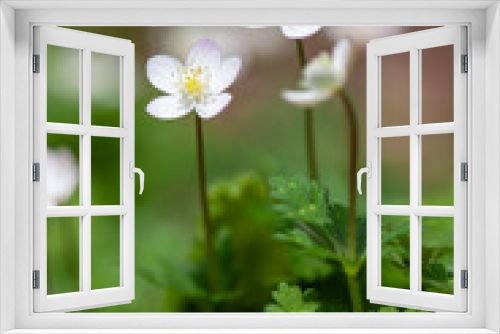 Fototapeta Naklejka Na Ścianę Okno 3D - 可憐な春のニリンソウの花3