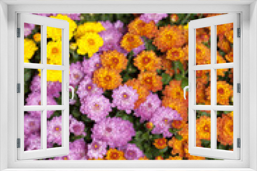 Fototapeta Naklejka Na Ścianę Okno 3D - キクの花